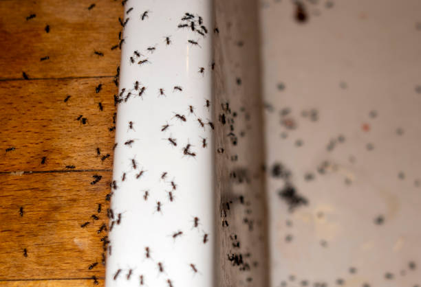 Best Local Pest Control Services  in Willow Grove, PA